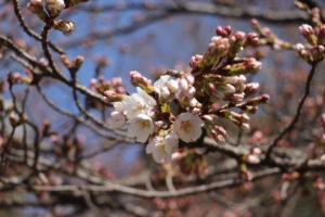 開花 ソメイヨシノ 2022年桜の開花･満開予想（第10回）を発表