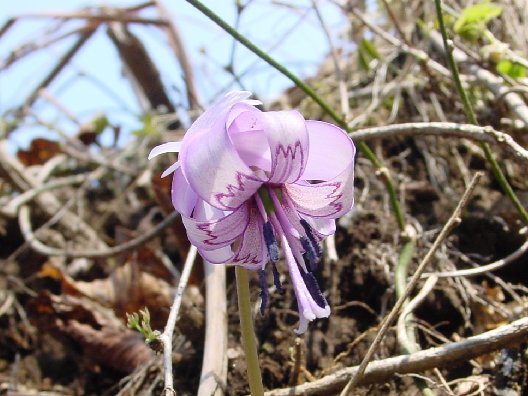 ページ記事サンプル