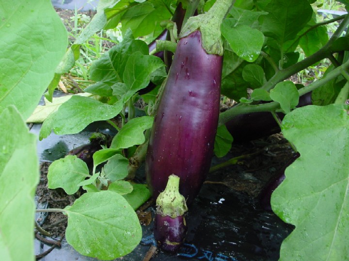 ページ記事サンプル