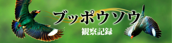 ブッポウソウ特設ページ