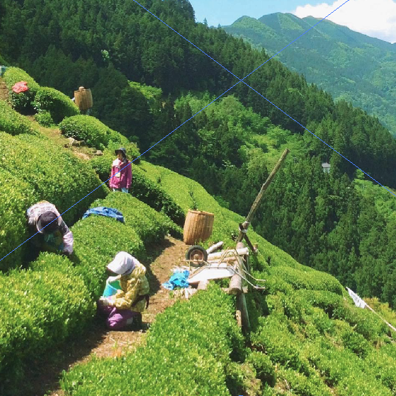 中井侍茶摘みの写真