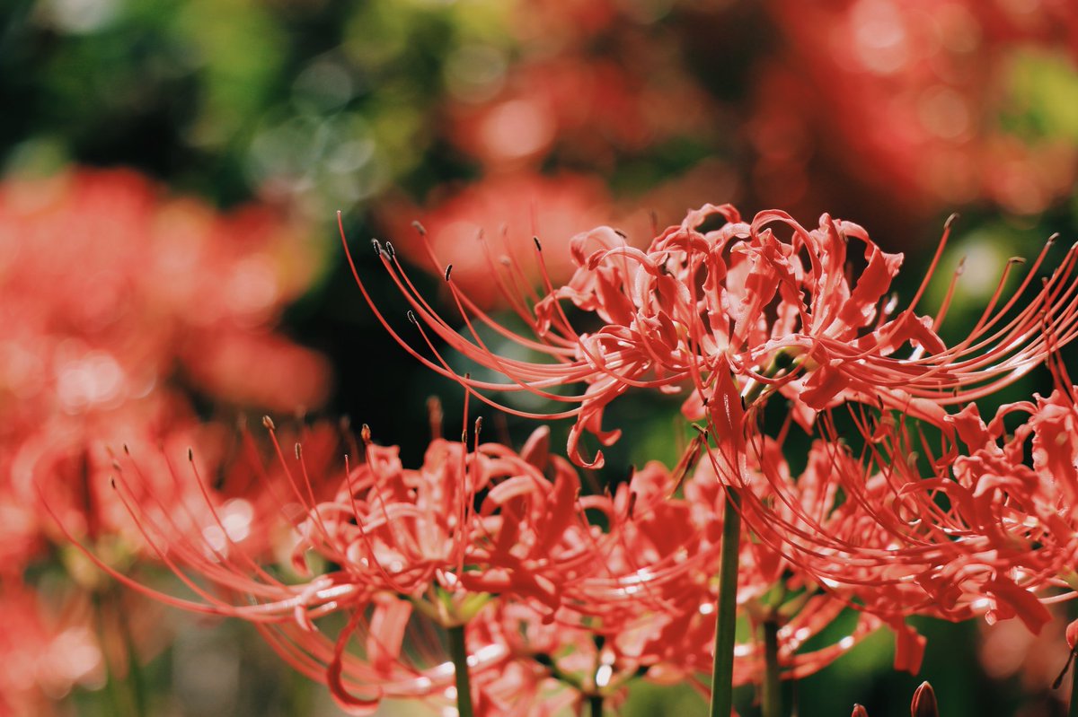 ページ記事サンプル