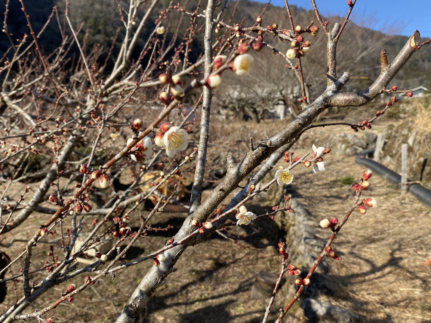 ページ記事サンプル