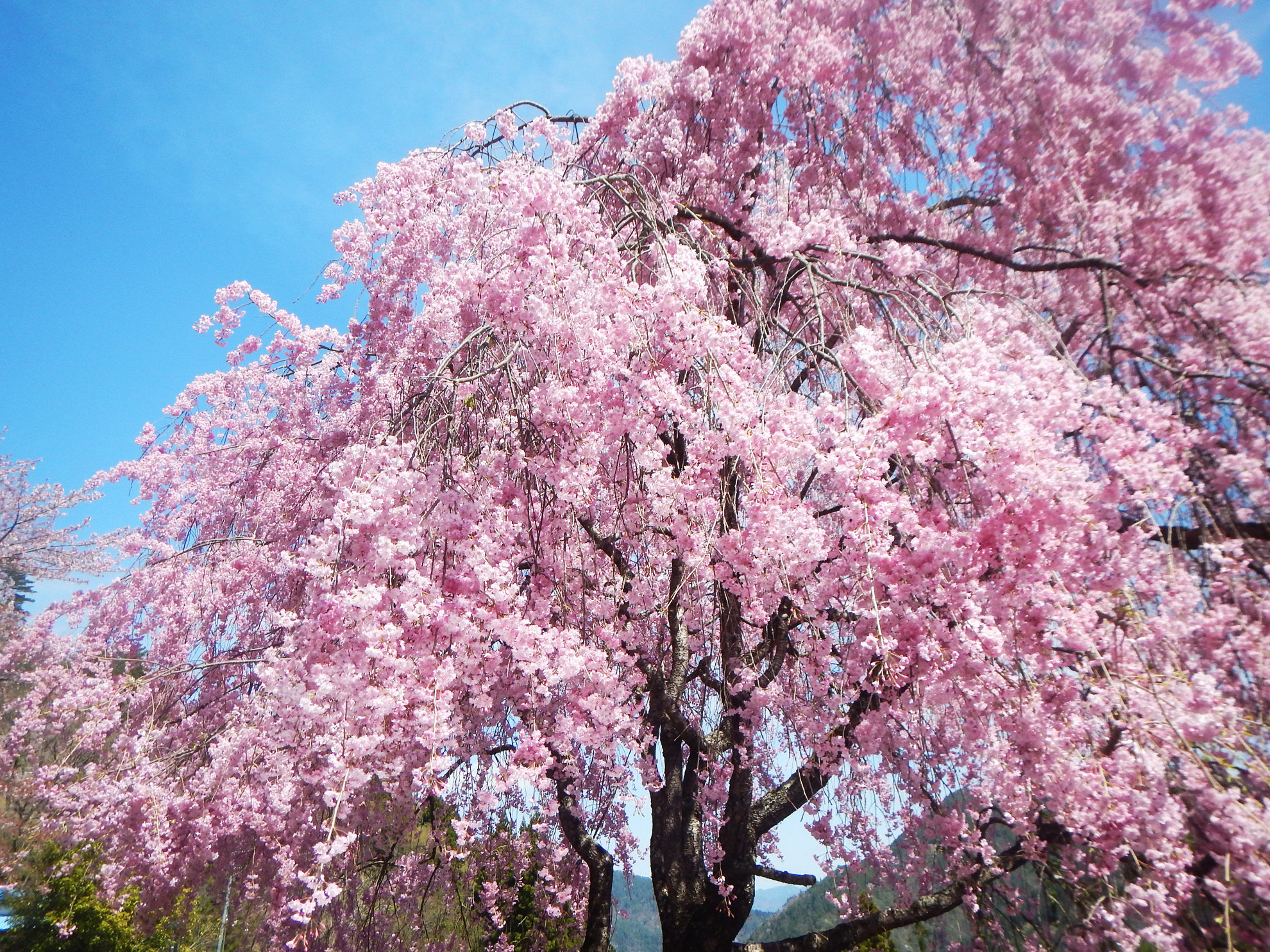 ページ記事サンプル