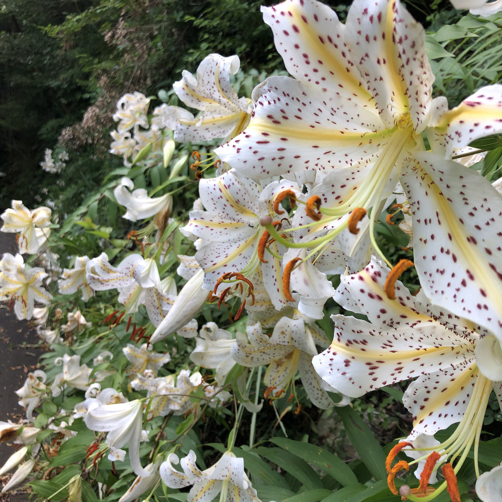 ページ記事サンプル